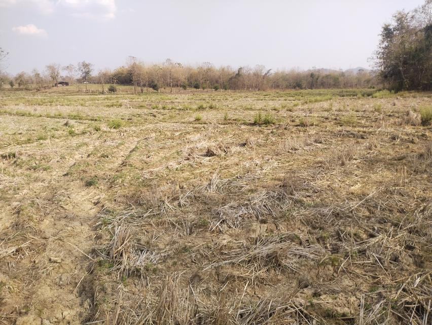 ที่ดินพร้อมสวนปลูกสร้าง 11