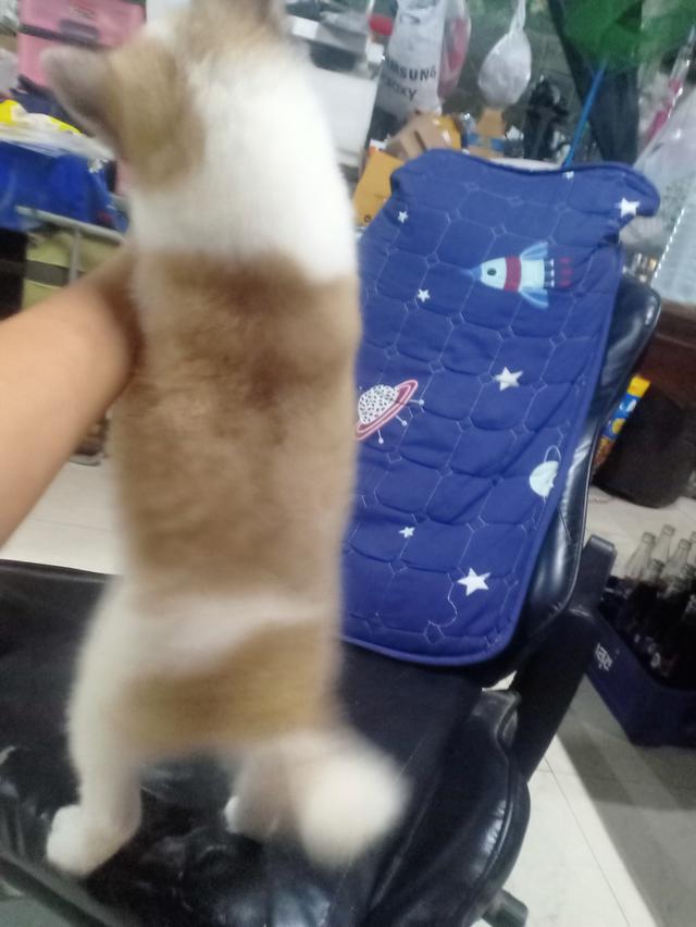 ลูกหมาบางแก้ว เพศเมีย 11