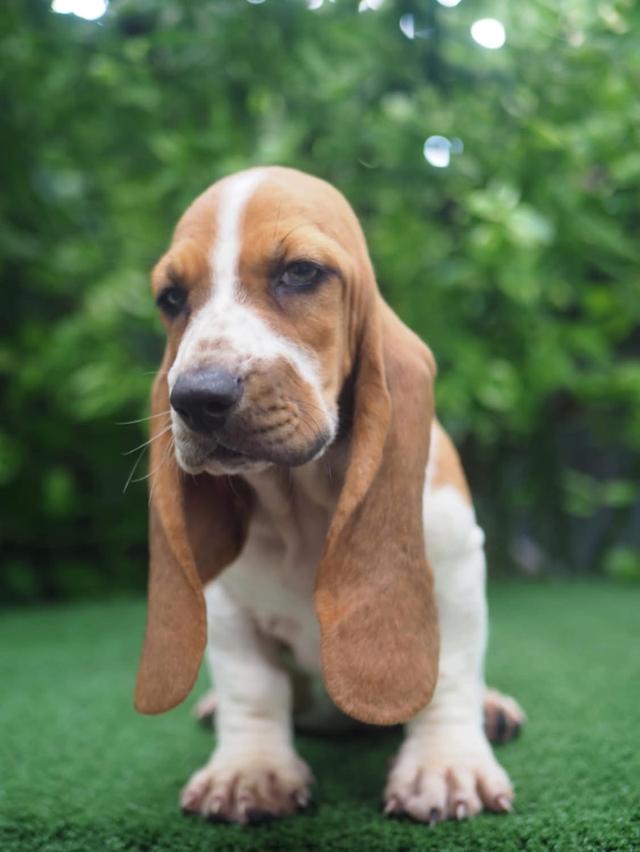 Sale Basset Hound สุดน่ารัก 3