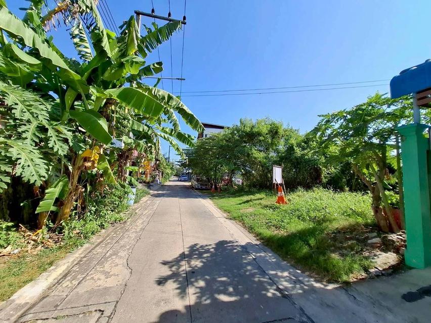 Vายถูกที่ดินซอยตองเปอะ 75 ตารางวา  ติดถนนน 2 ด้าน ถมแล้ว เทศบาล 3/2 อ.สามโคก จ.ปทุมธานี 8