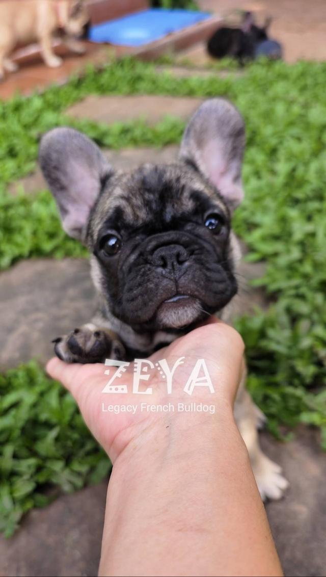 ZEYA สุนัขเฟรนช์บูลด็อก  7