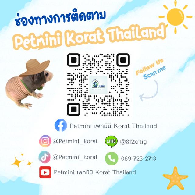 หนูฮิปโปแคระ 11
