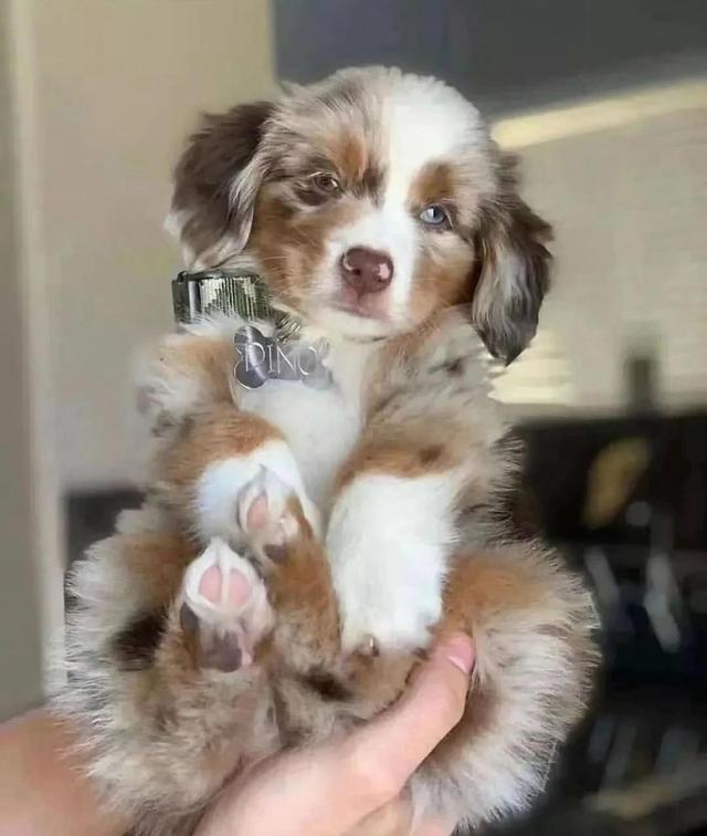 พร้อมขายน้องหมา Australian Shepherd 3