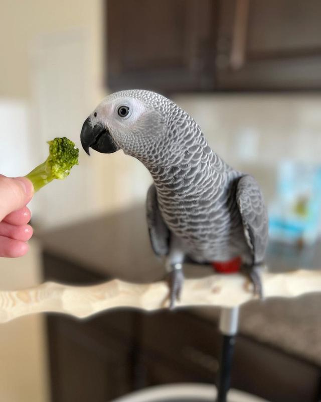 Talking African Grey Parrots for sale