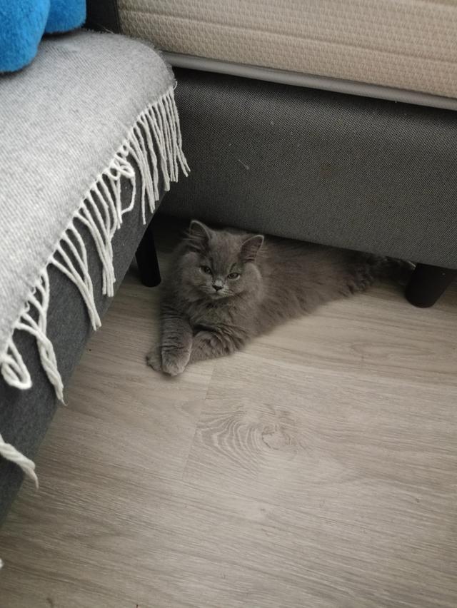 A 3-month British shorthair kitten.Vaccinated and absolutely healthy.Has an easy-going and playful nature. If you are interested contact me in Line รูปที่ 4