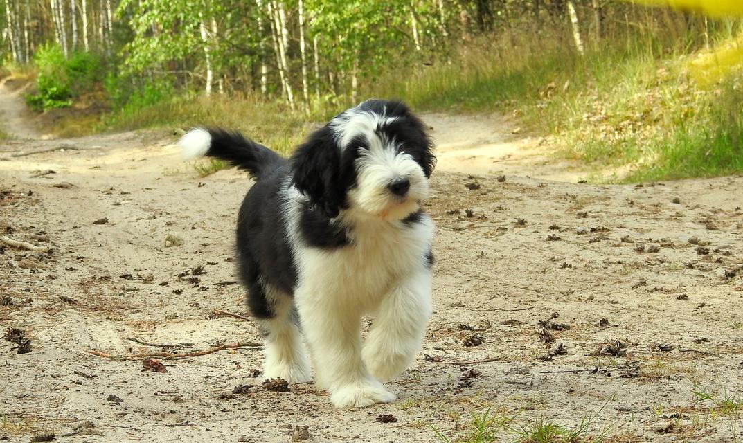 Bearded Collie Puppies | WhatsApp me : +971 58 208 8241 รูปที่ 3