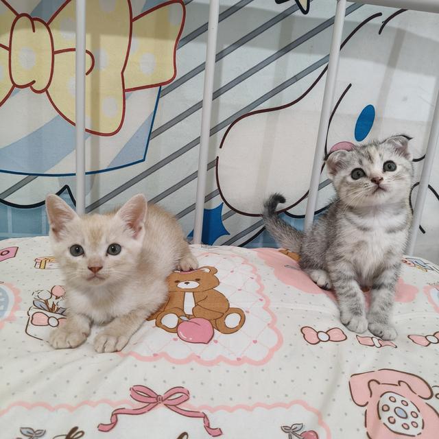 สก้อตติชอเมริกันช๊อตแฮร์ รูปที่ 7
