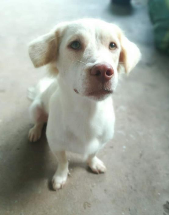 White Golden Retriever หมาน้อยจมูกชมพู 5