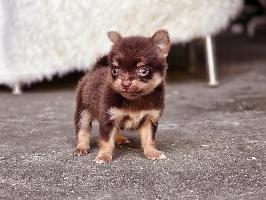 Chihuahuaช็อคแทนหนุ่มน้อยน้องมินิตัวจิ๋วน่ารักมาก