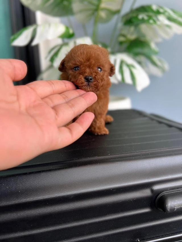 Toy Poodle puppies WhatsApp me : +66 63 826 3042