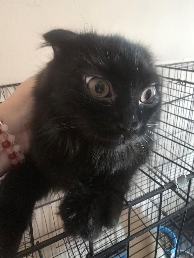 แมวบริติชช็อตแฮร์ผสมสก็อตติช 14