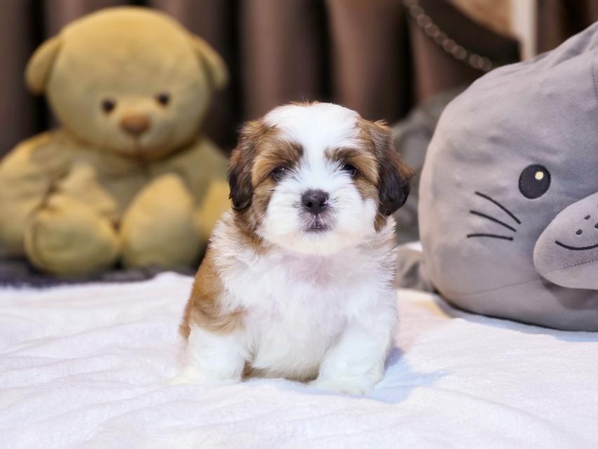 น้องเป๋าตุงสุดหล่อ shihtzu แท้น่ารักมาก 2