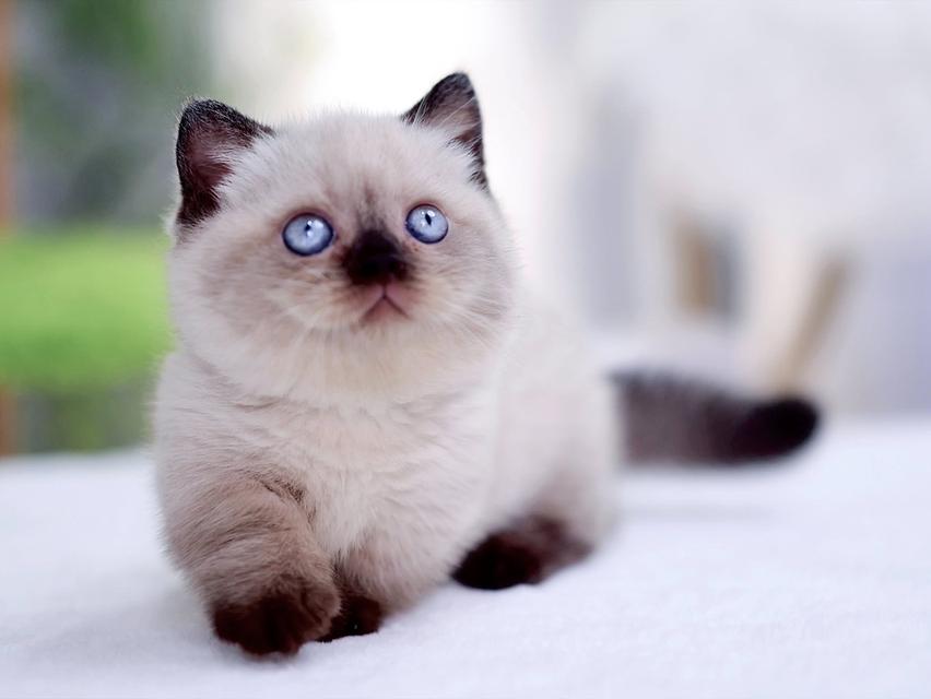 แมวแร็กดอล สาวน้อยคู่พ้อมย้าย รูปที่ 1