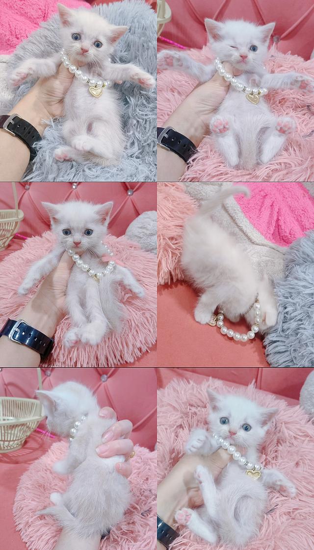 เด็กชาย หญิง สก็อตติช หาบ้าน🏡🏠😻 รูปย่อยที่ 4