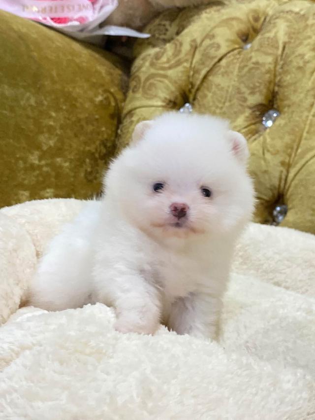 ปอมเมอเรเนียนแท้ อายุ50วัน มีหลายตัวให้เลือก มีบริการจัดส่ง