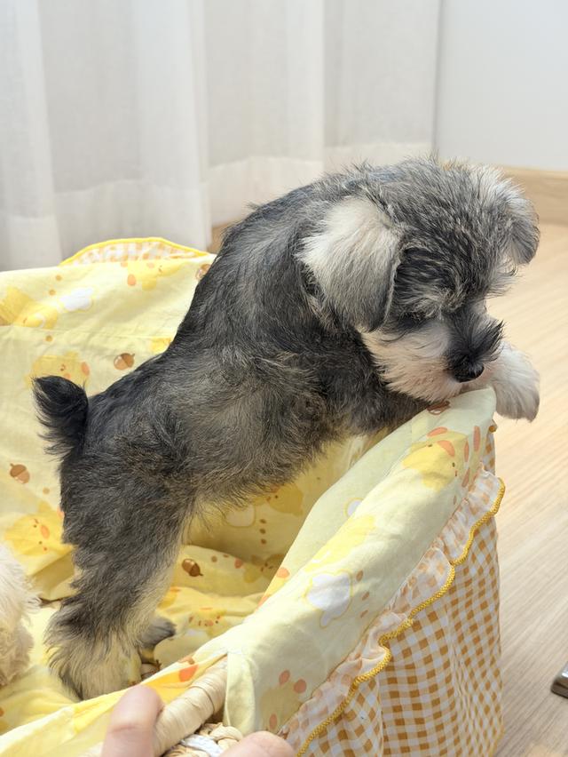 ลูกหมา miniature schnauzer เพศเมีย สี salt&pepper