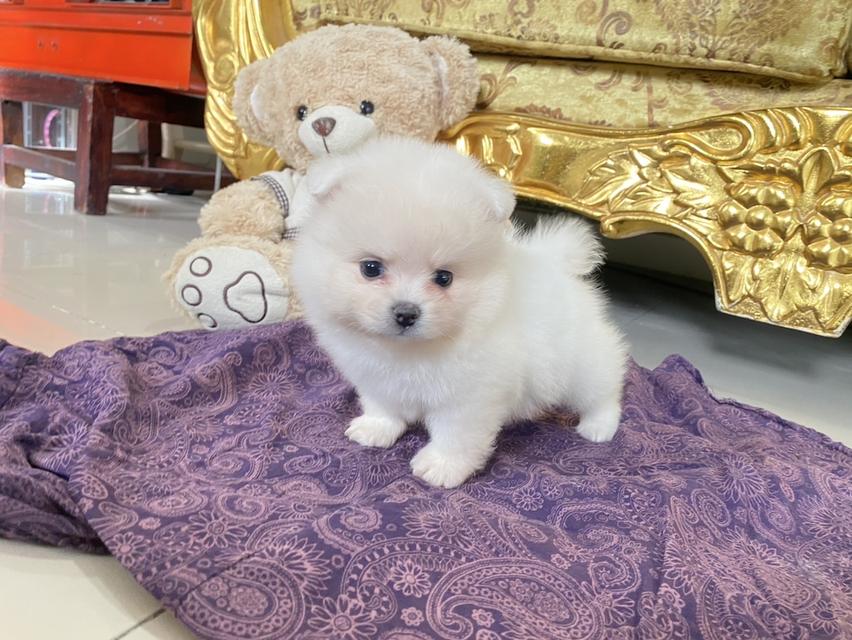 ปอมเมอเรเนียนแท้ มีบริการจัดส่งถึงบ้าน 8