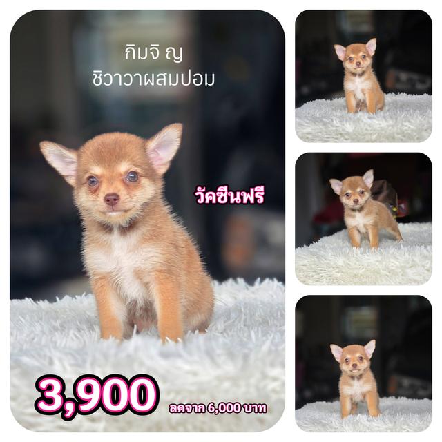 น้องกิมจิชิวาวาผสมปอมอายุ2เดือนวัคซีนแล้ว