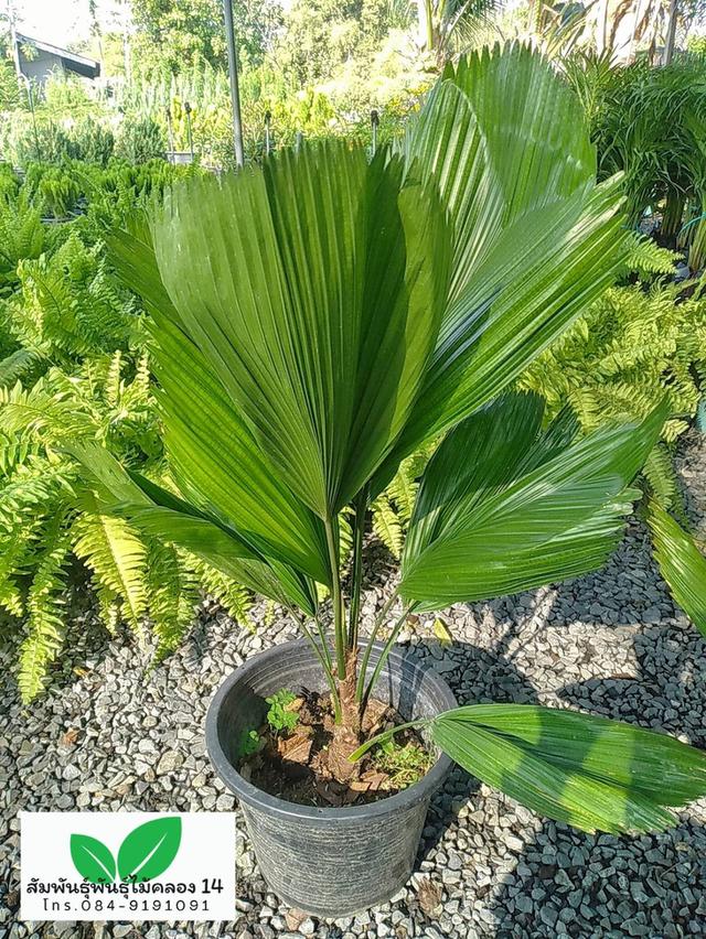 ปาล์มพัดจีบ ต้นปาล์มพัดจีบ