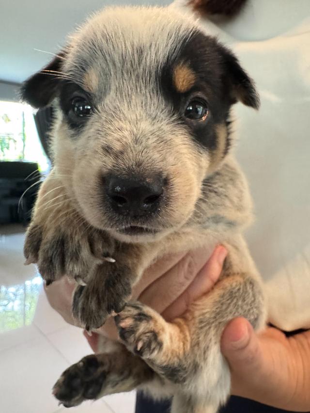 ลูกสุนัข Australian Cattle Dog