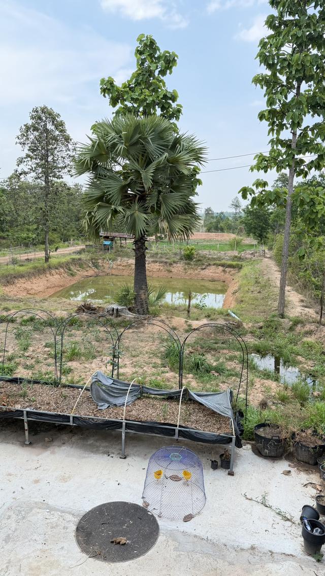🏡ขายบ้านพร้อมที่ดิน 5 ไร่ — ทำเลทองบ้านสาวะถี จ.ขอนแก่น 5