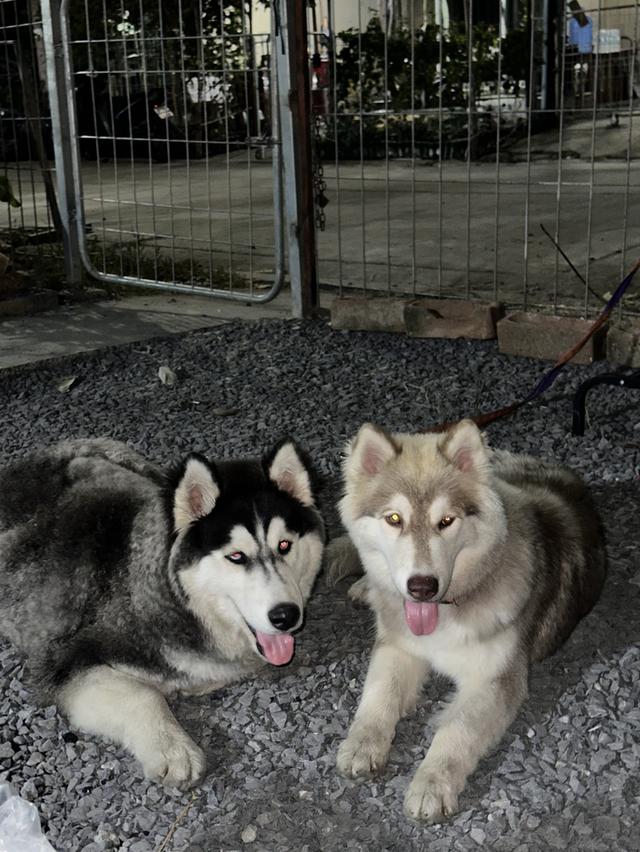Siberian huskies looking for a home รูปที่ 6