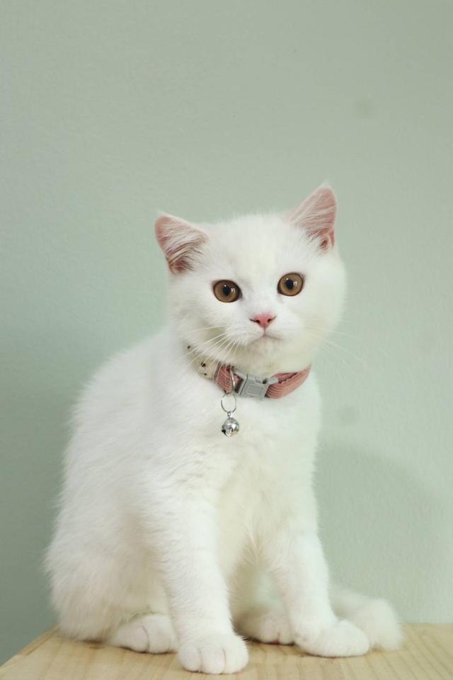 สก็อตติชแท้ สีขาว น้องไข่ต้ม