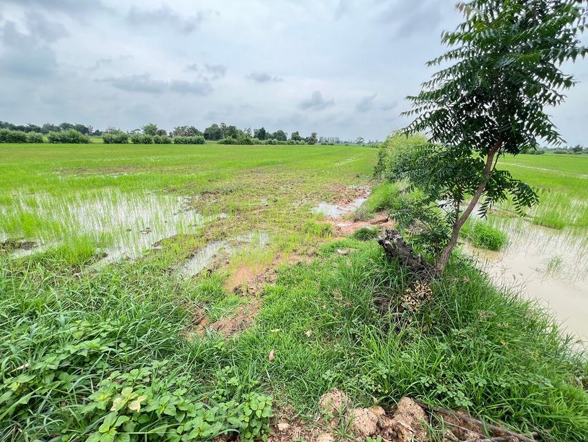 ที่ดิน ที่นา ที่อยู่อาศัย ที่ดินเปล่า 8