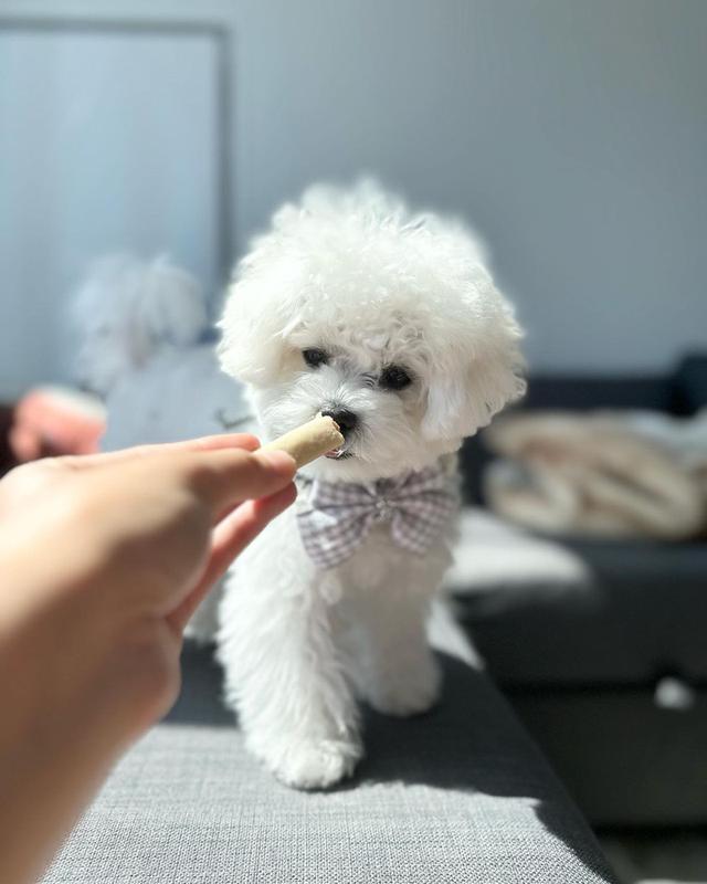 Bichon Frise Puppies For Sale รูปที่ 2