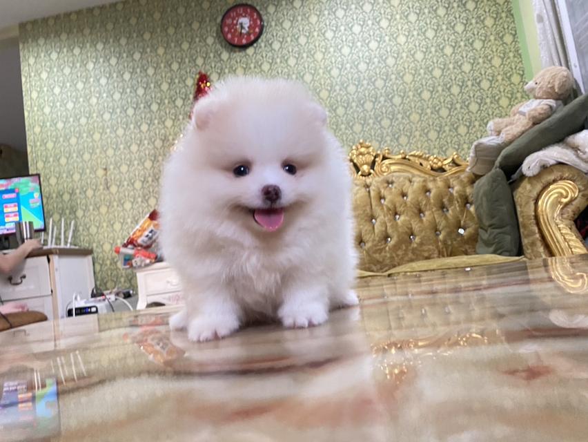 สนใจมาดูตัวจริงได้ค่ะ ลูกปอมแท้ จัดส่งฟรี 2