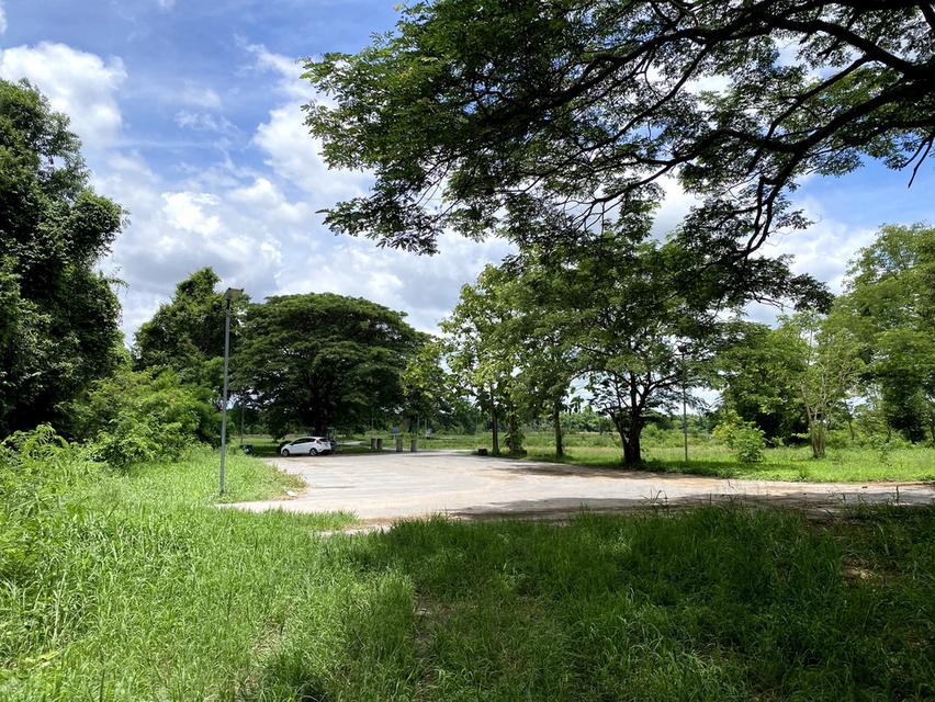 ที่ดินโฉนด4ไร่มีน้ำตลอดปี ติดคลองสองด้าน อ.สูงเนิน จ.นครราชสีมา 13