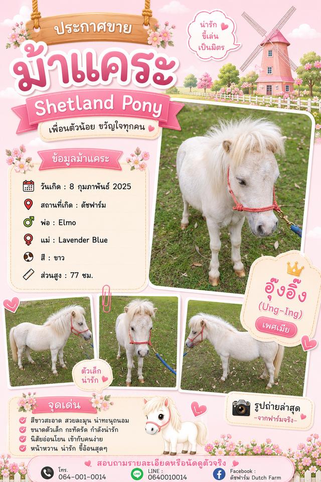 ม้าแคระ Shetland Pony (อุ๊งอิ๊ง)