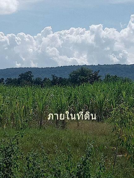 ขายที่ดิน 55 ไร่เศษ ต.ชนวน อ.หนองนาคำ ขอนแก่น ไร่ละ 6 หมื่น 13