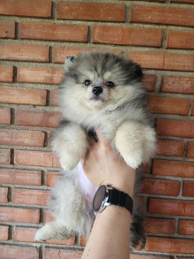 ขายลูกปอมสีแปลก กำลังผลัดขน ราคาไม่แพง