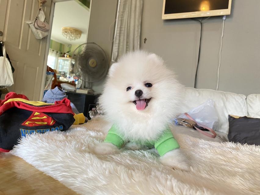 จำหน่ายลูกสุขันปอมเมอรเรเนียนแท้ ส่งฟรี มีประกันสุขภาพ
