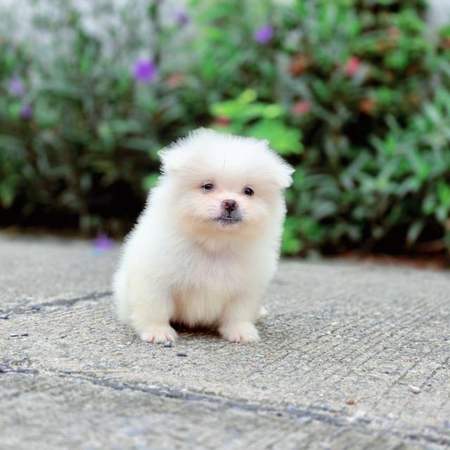 ปอมผสมชิวาวาเพศเมีย 7