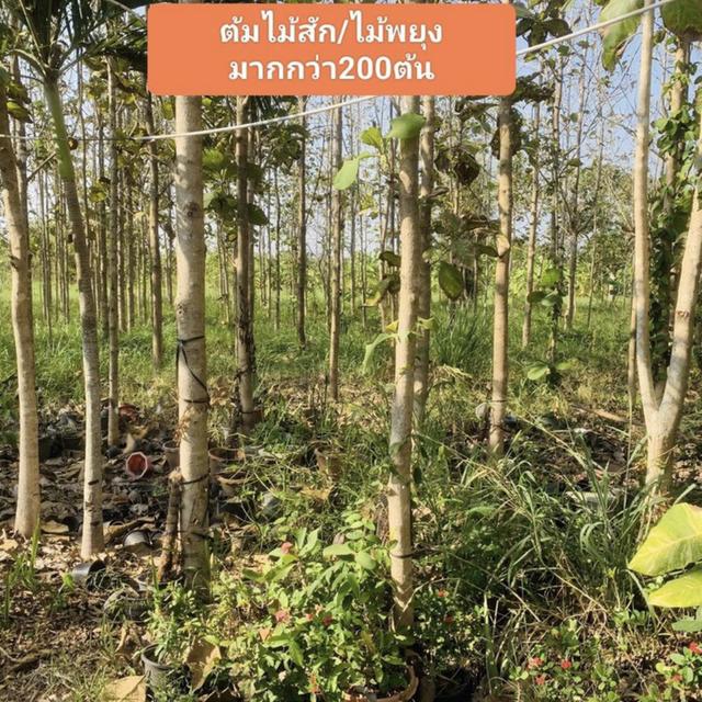 ขายที่ดิน5ไร่ติดถนนเพชรเกษมทำเลดี 5