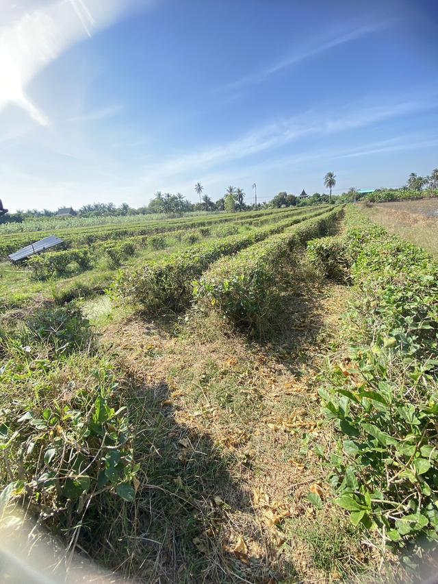 ขายที่ดินนครชัยศรี ราคาคุ้มที่สุดในย่านนี้ 6