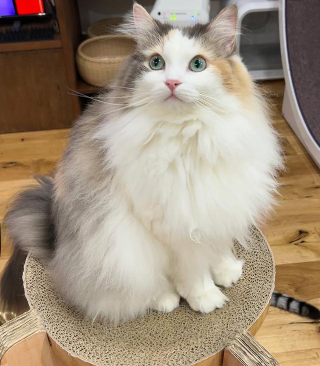 หาบ้านให้น้องแมว Norwegian Forest สีสวย