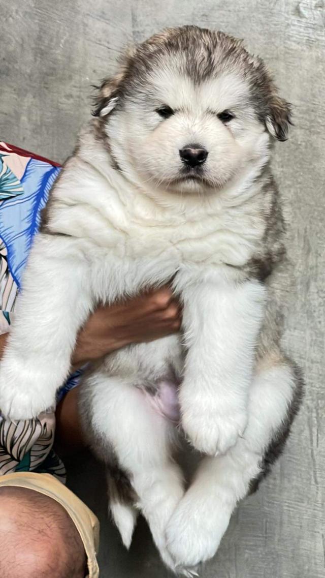 ลูกหมาอลาสกัน (Alaskan Malamute) 2