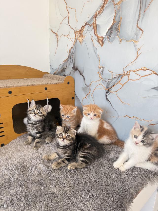 ลูกแมวพันธุ์สก๊อตติชแท้ 3