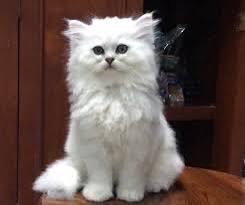 แมวชินชิล่าสีขาว 3