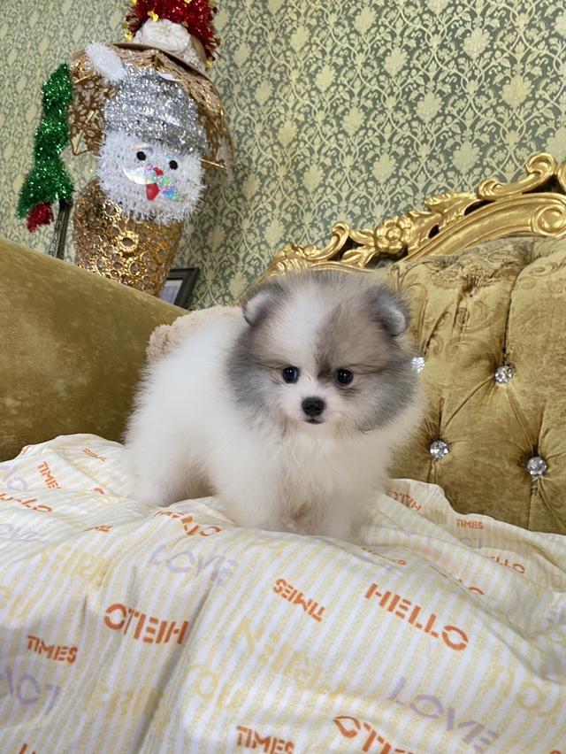 ลูกปอมแท้