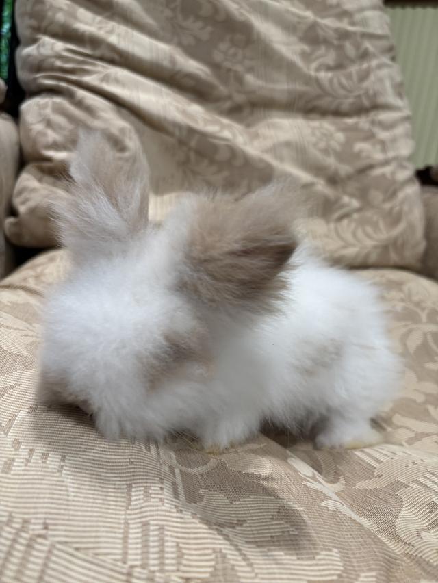 Teddy Bear Rabbit