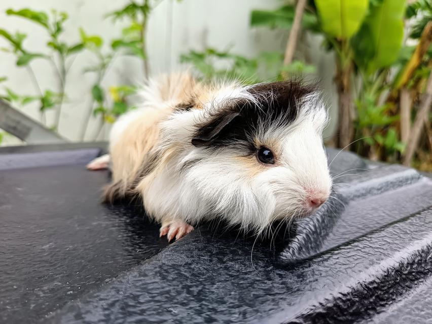 หนูขวัญ​