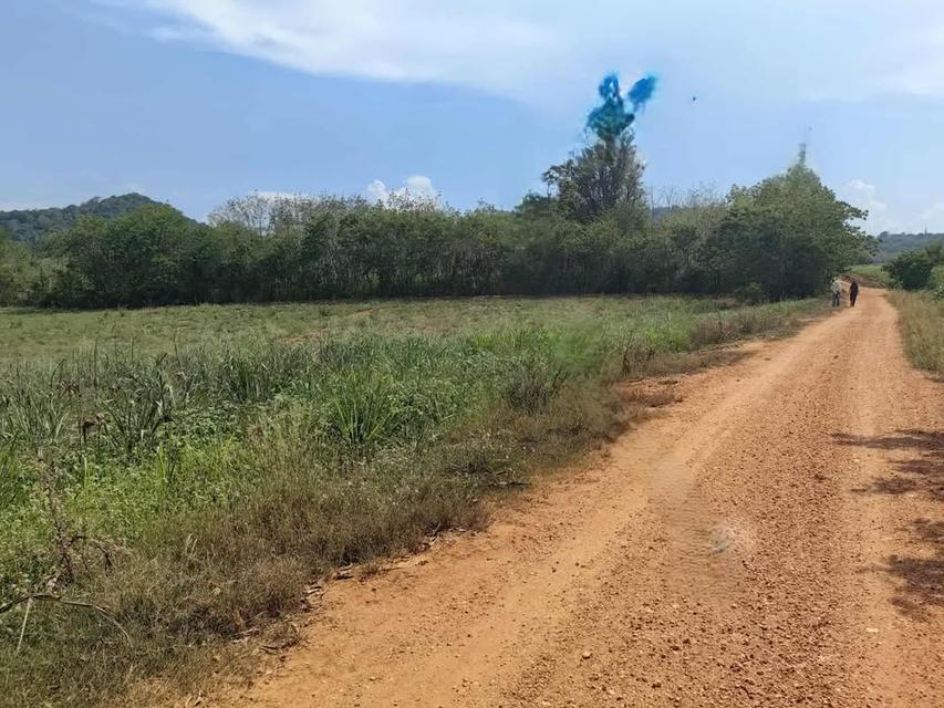 ที่ดินเปล่า 10 ไร่ ที่วังหมี วังน้ำเขียว 8