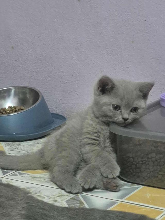 British shorthair 