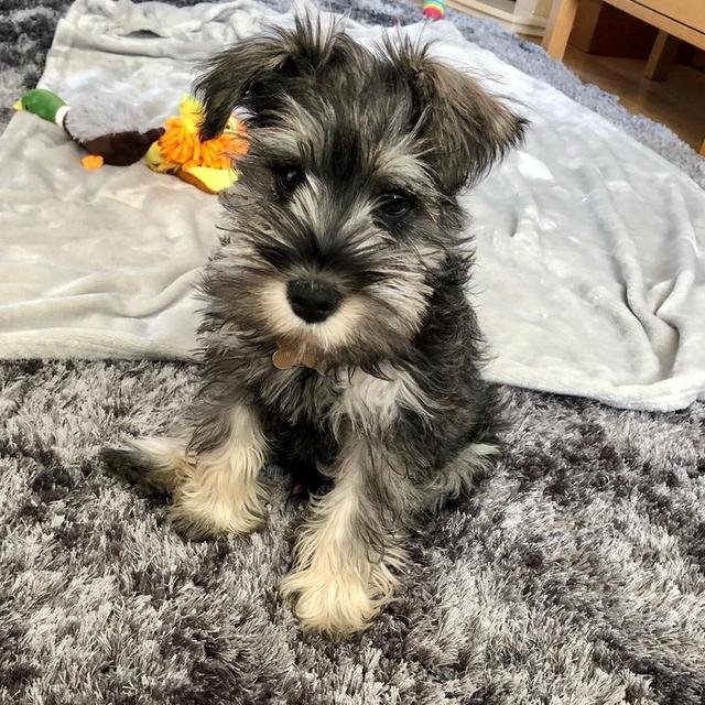 Miniature Schnauzer puppies for sale รูปที่ 2