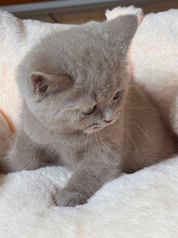 ส่งต่อน้อง British Shorthair 3