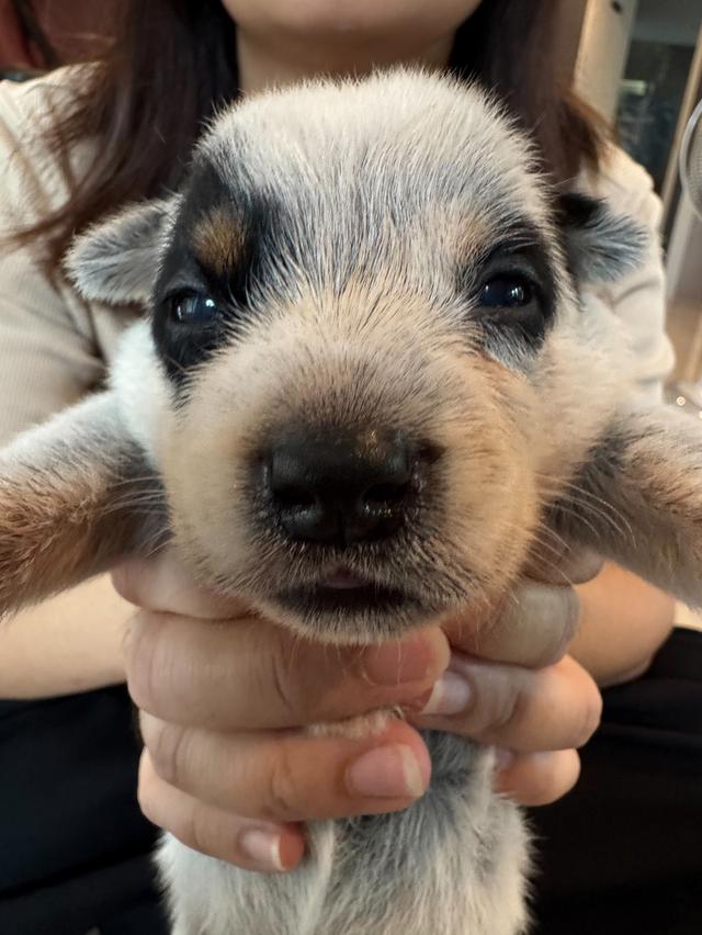 ลูกสุนัข Australian Cattle Dog